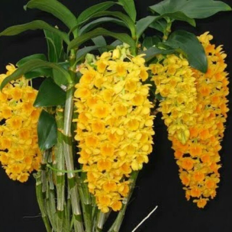 Hoa lan kiều vàng chơi Tết