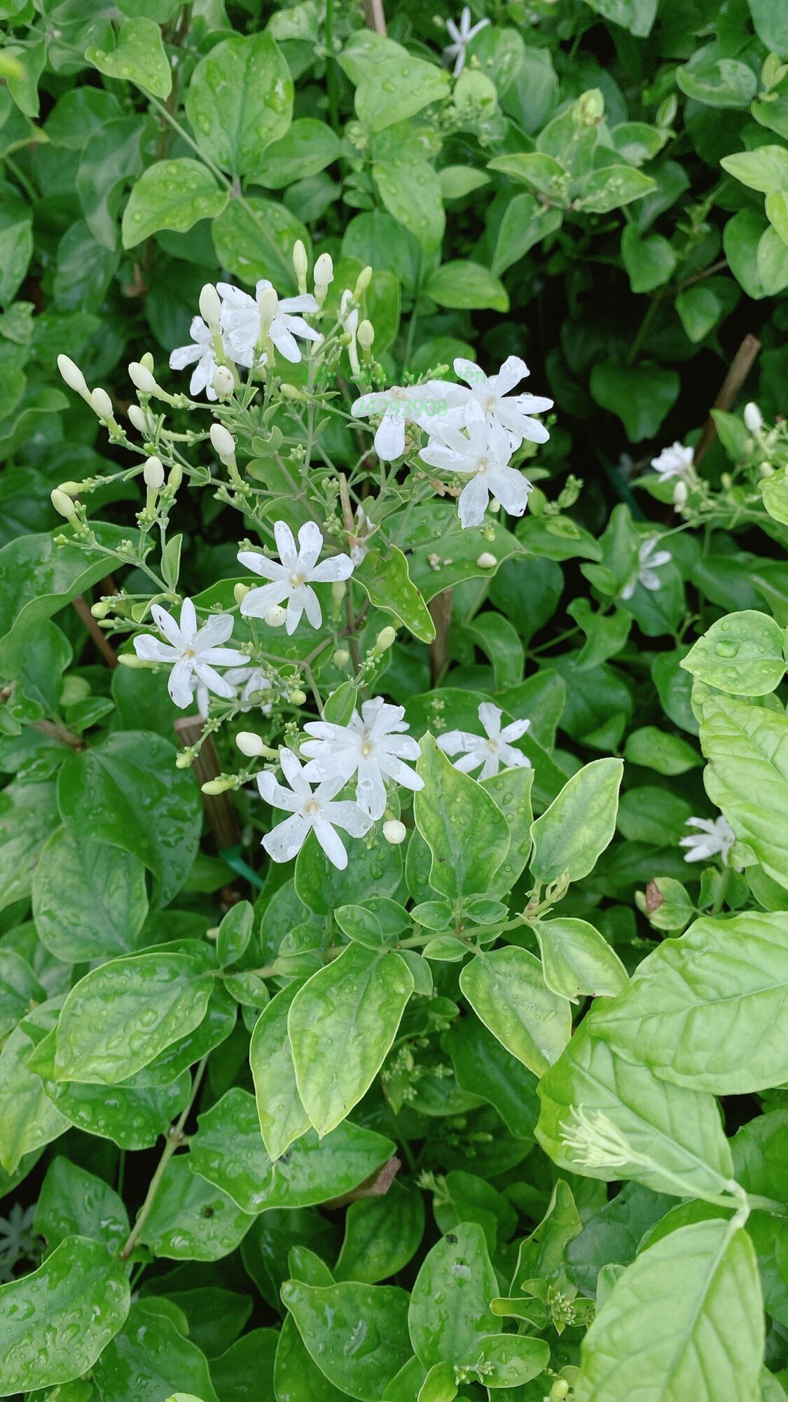 Hoa Nhài Hoàng Đế