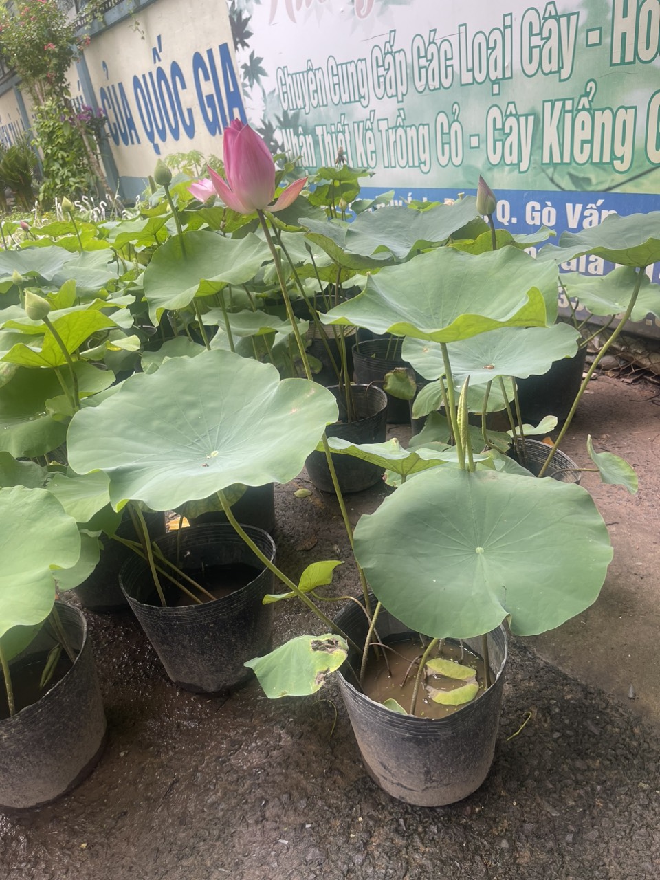 [Chỉ giao hoả tốc] Chậu cây hoa Sen Ta rất thơm và siêng bông