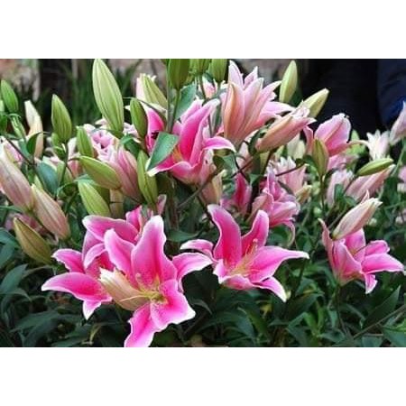 Combo 10 Củ Ly Thân cao Hoa Đủ Màu (Củ Ly Giống)