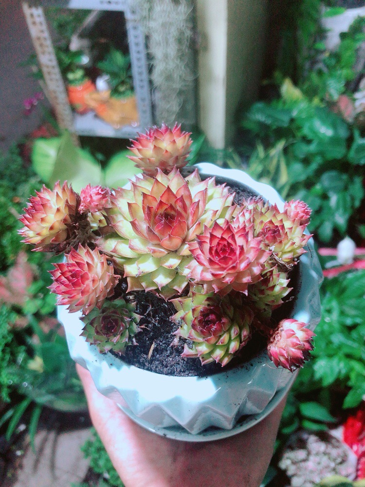 Chậu Sen Phật Bà Đỏ