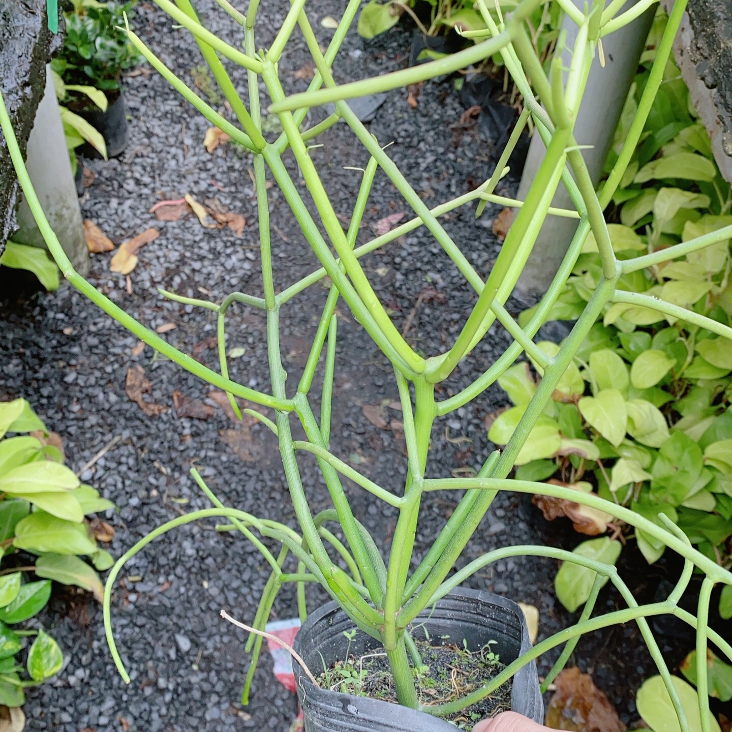 Xương Rồng Xương Cá (Xương Khô, cành giao, san hô xanh)