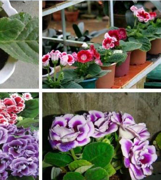 Hạt Giống Hoa Tử La Lan Mix - Gói 5 Hạt ( Kèm gói kích thích hạt nảy mầm )