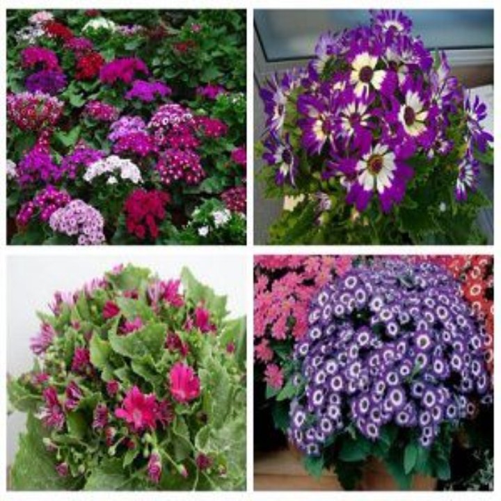 100 Hạt Giống Hoa Cúc Lá Nho