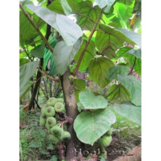 Cây Vả giống ( sung vả)