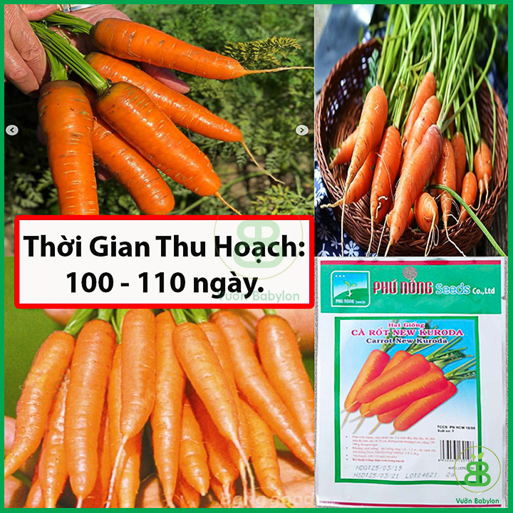 Hạt Giống Cà Rốt Cao Sản 2Gr