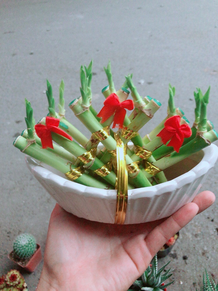 Chậu Trúc Phát Tài Thuyền May Mắn