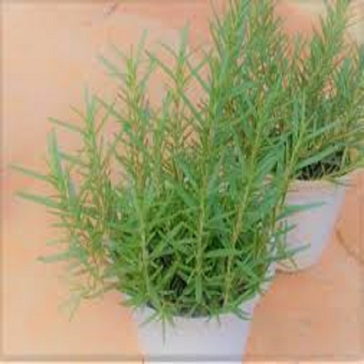 CHẬU CÂY HƯƠNG THẢO