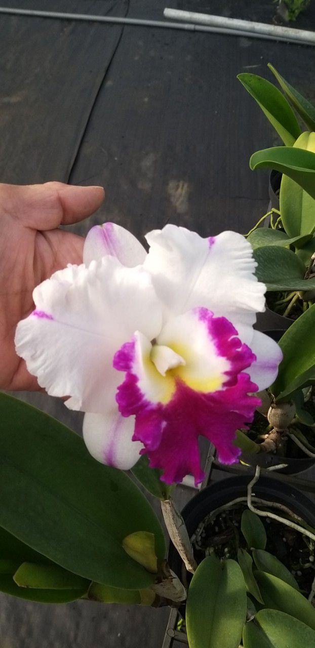 CATTLEYA NỤ : ANNA