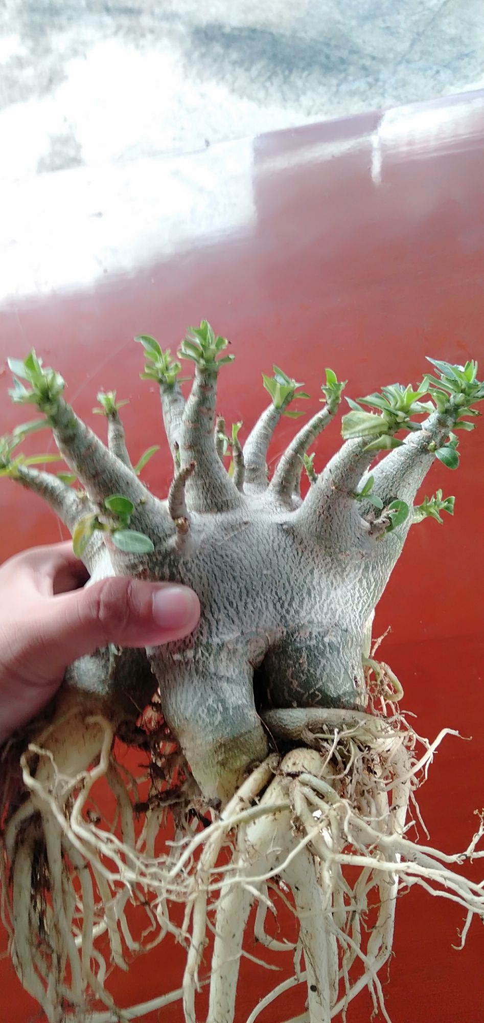 Hạt sứ thái Kim tự tháp nhập (10 hạt)
