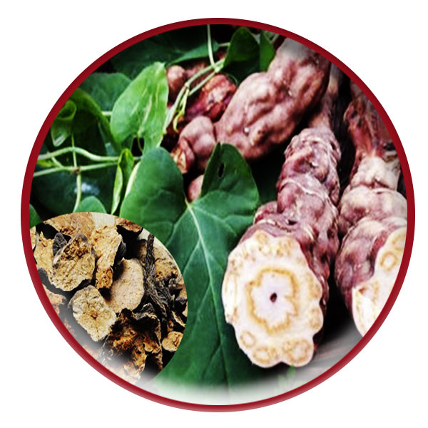 Cao hà thủ ô Minh Nhi Hộp 100gr