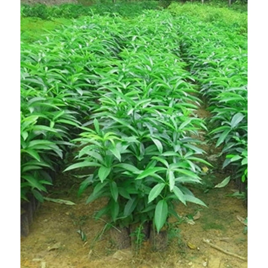 Cây Hoa Sữa Giống