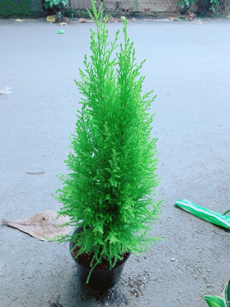 Cây Tùng Thơm (cao 60cm, ngang 20cm)