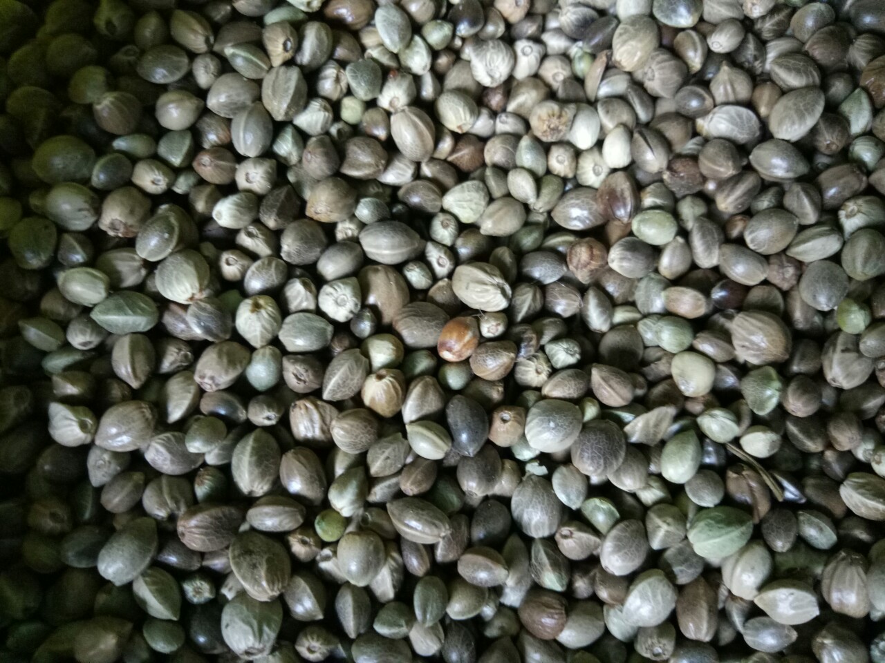 [HCM]500g hạt Láng gà(tròn) cho thú cưngvẹt và chim