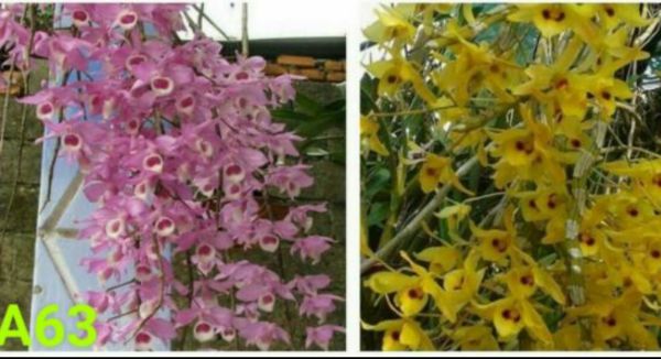 Lan phi điệp và trầm cây giống