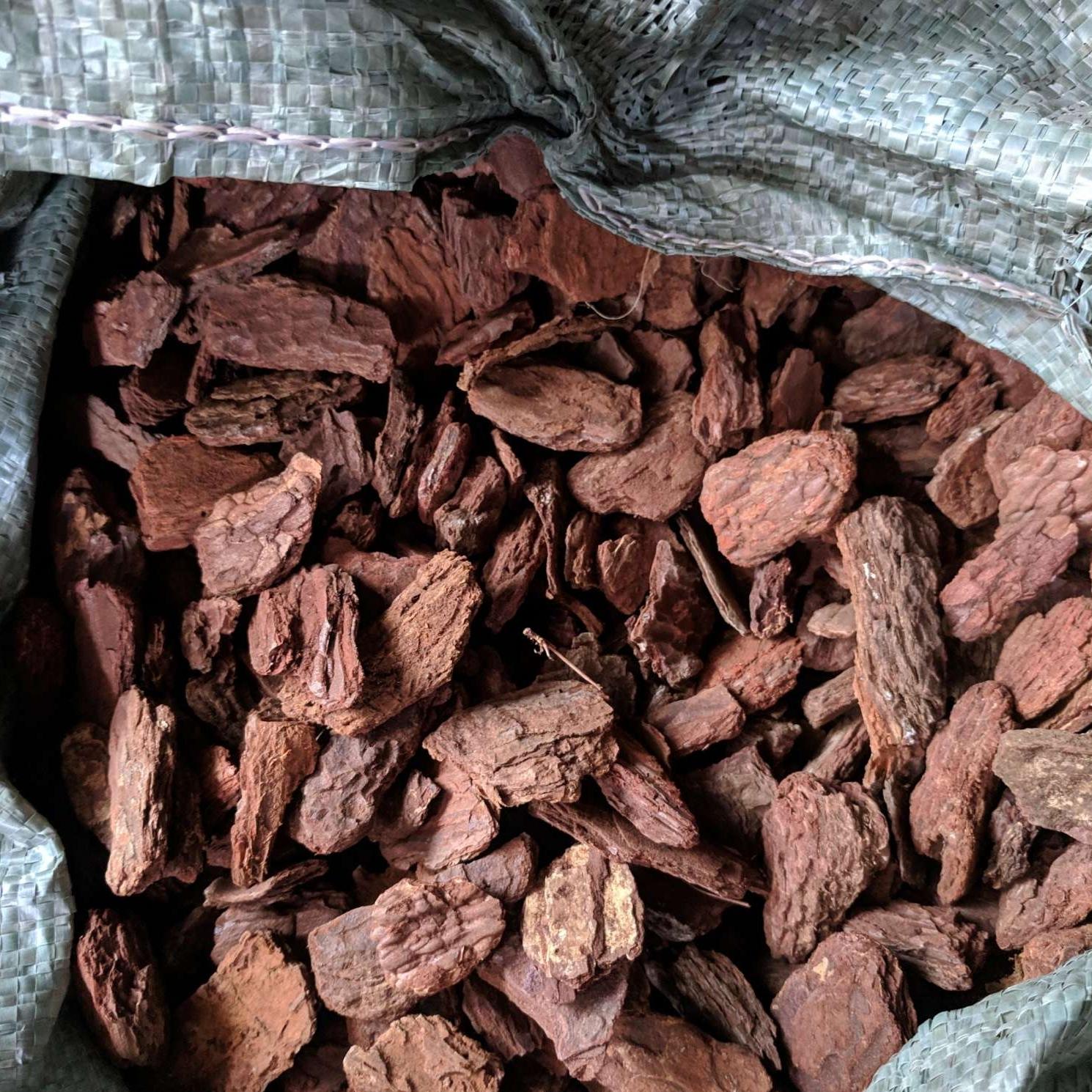 [HCM]Vỏ thông trồng Lan