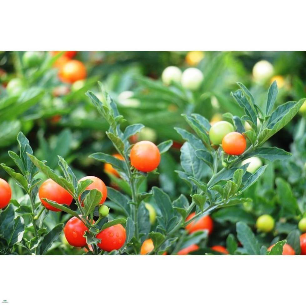 HẠT ỚT KIỂNG QUẢ TRÒN - GÓI 0,3 GRAM