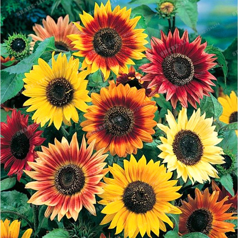 "Gói 30 "Hạt giống hoa hướng dương mix màu [Seeds]