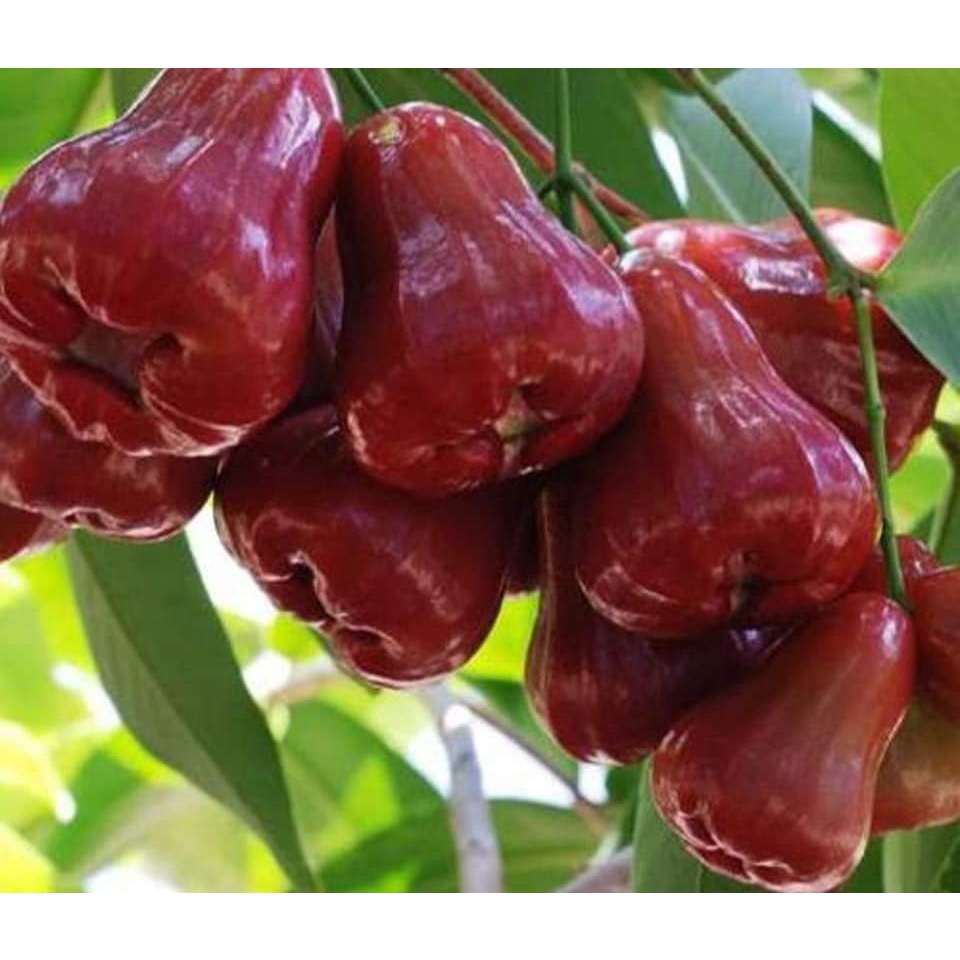 CÂY GIỐNG ROI ĐỎ (MẬN ĐỎ AN PHƯỚC) (cây giống bảo hành )