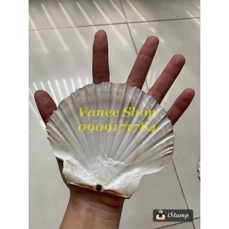 Vỏ sò điệp nâu đại