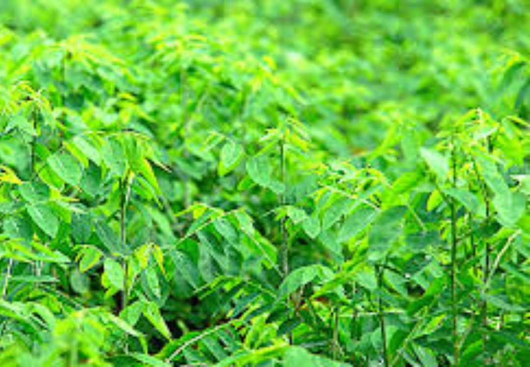 Hạt giống rau bồ ngót