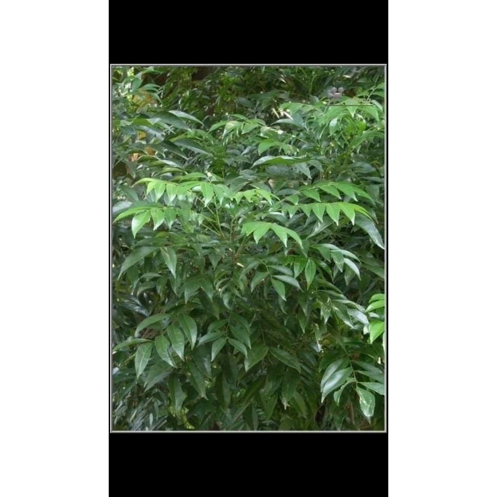 Cây mắc mật ăn lá ( cây siêu tốt)
