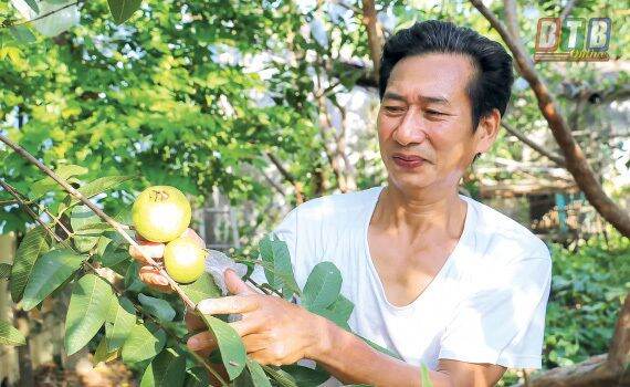 Cây giống ổi bo thái bình (cây tốt siêu sớm) (chuẩn giống chất)