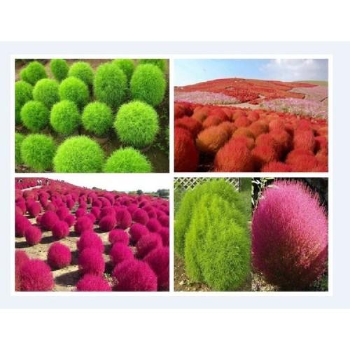 Hạt giống cây cỏ đổi màu kochia nhật bản 50 hạt/gói