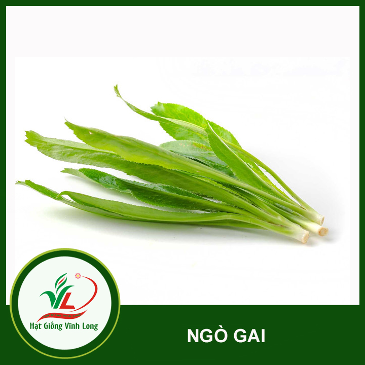 Hạt giống Ngò gai RD 76 - 10g