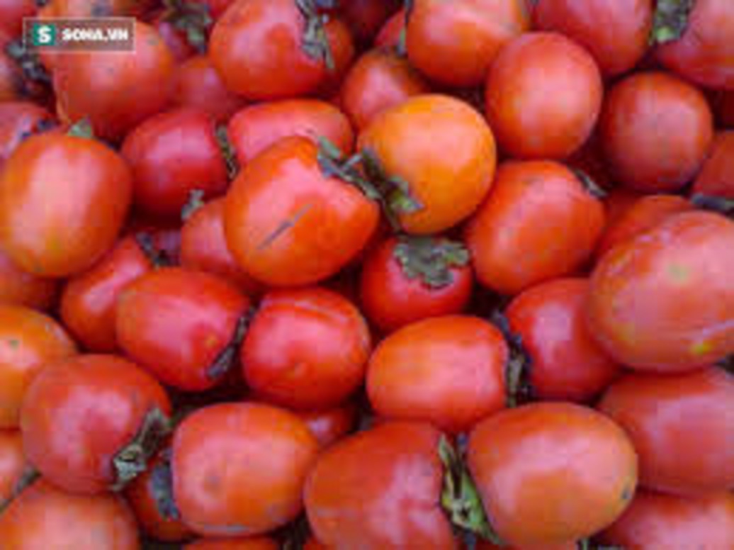 Cây HỒNG ĐỎ