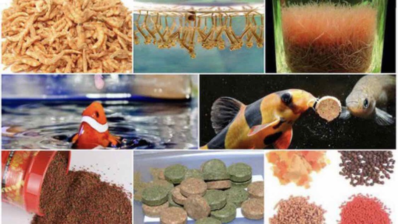 VIÊN THỨC ĂN DÁN BỂ CHO CÁ CẢNH 100 viên - Hàng Công Ty