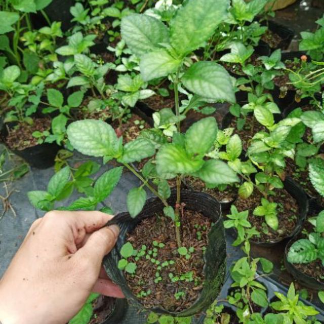 Cây trà tiên - Cây cảnh sân vườn