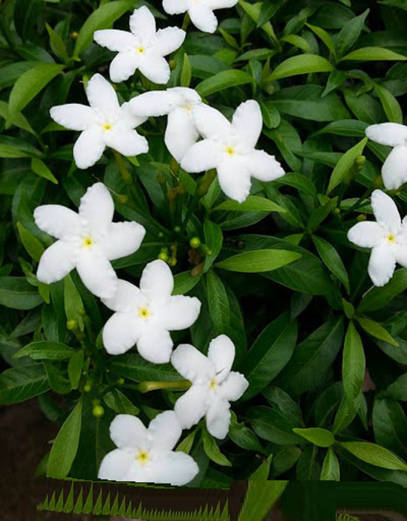 BẦU CÂY GIỐNG MAI VẠN PHÚC( CÂY MAI TIỂU THƯ)