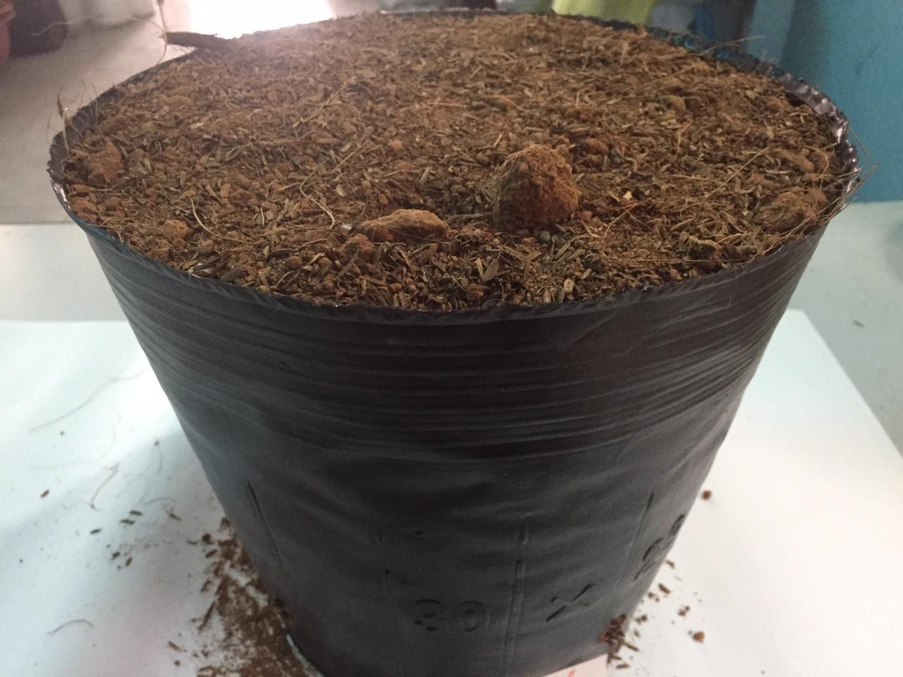 1kg túi bầu ươm cây (Bịch bầu cây) Cỡ 15x13