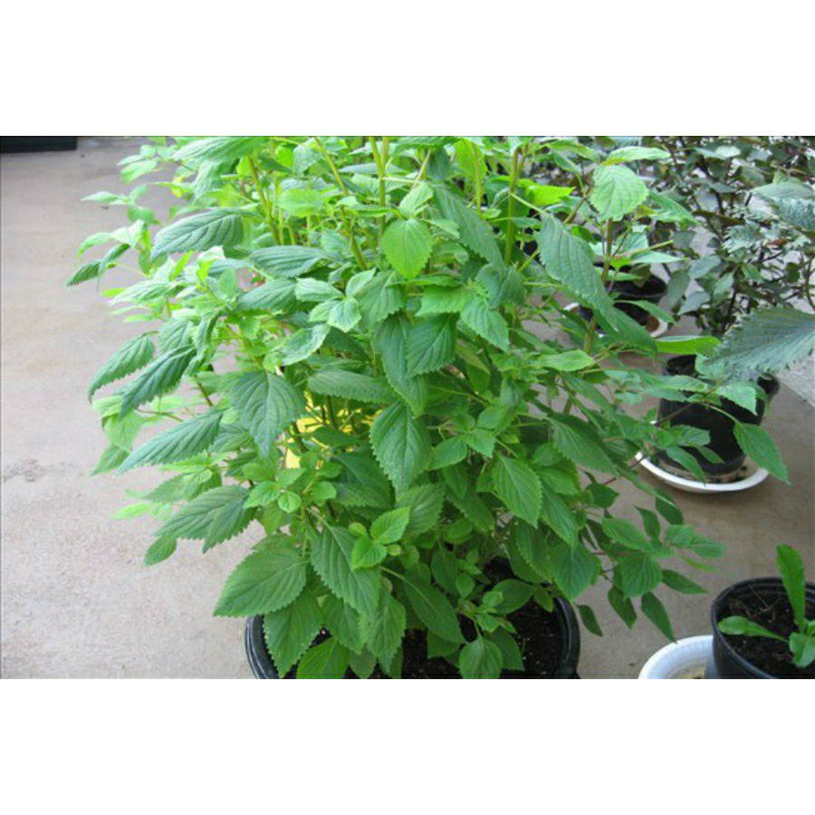 hạt giống rau kinh giới - gói 1gr
