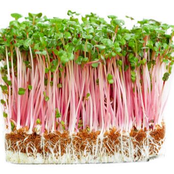 [HCM]20g Hạt Giống Rau Mầm Củ Cải Đỏ Giòn Ngọt Nhanh Thu Hoạch