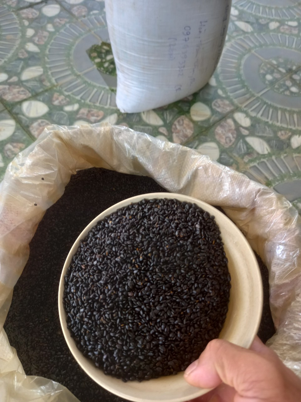 1kg hạt keo tai tượng giống