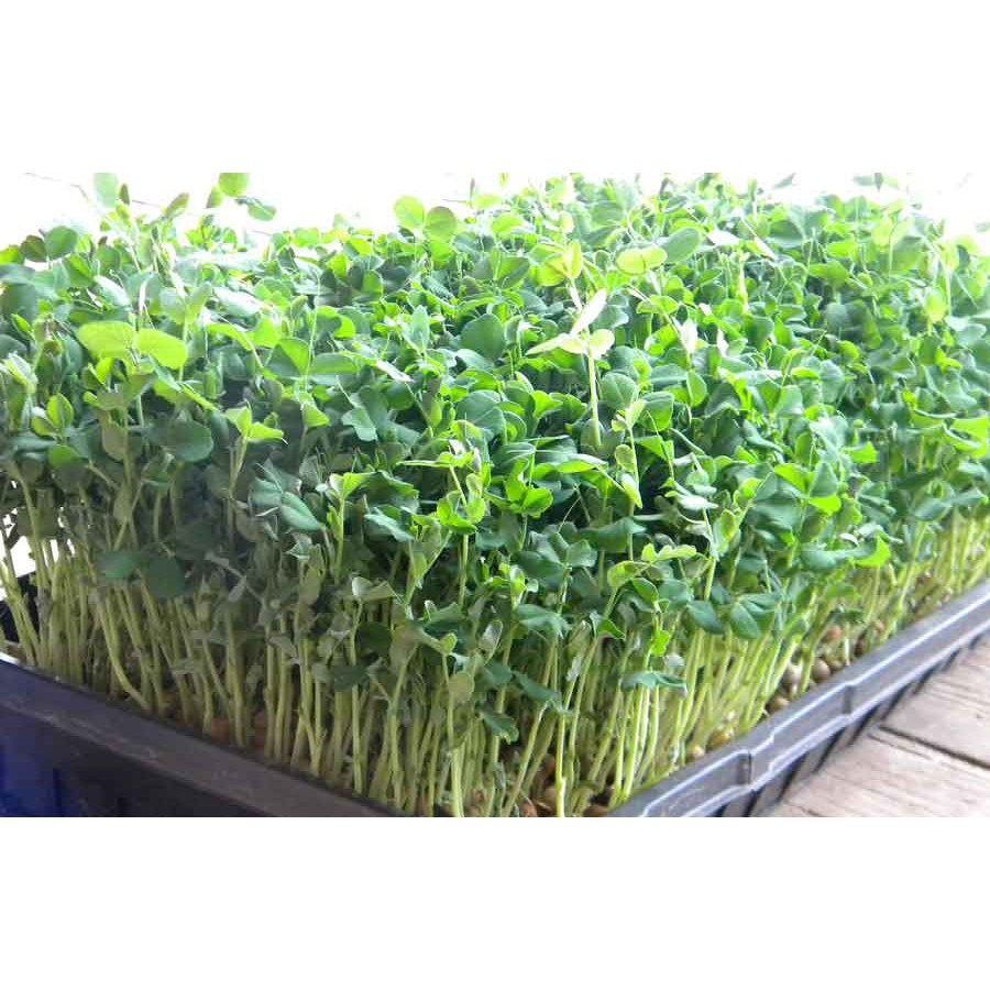 HẠT GIỐNG RAU MẦM ĐẬU HÀ LAN 50 GRAM