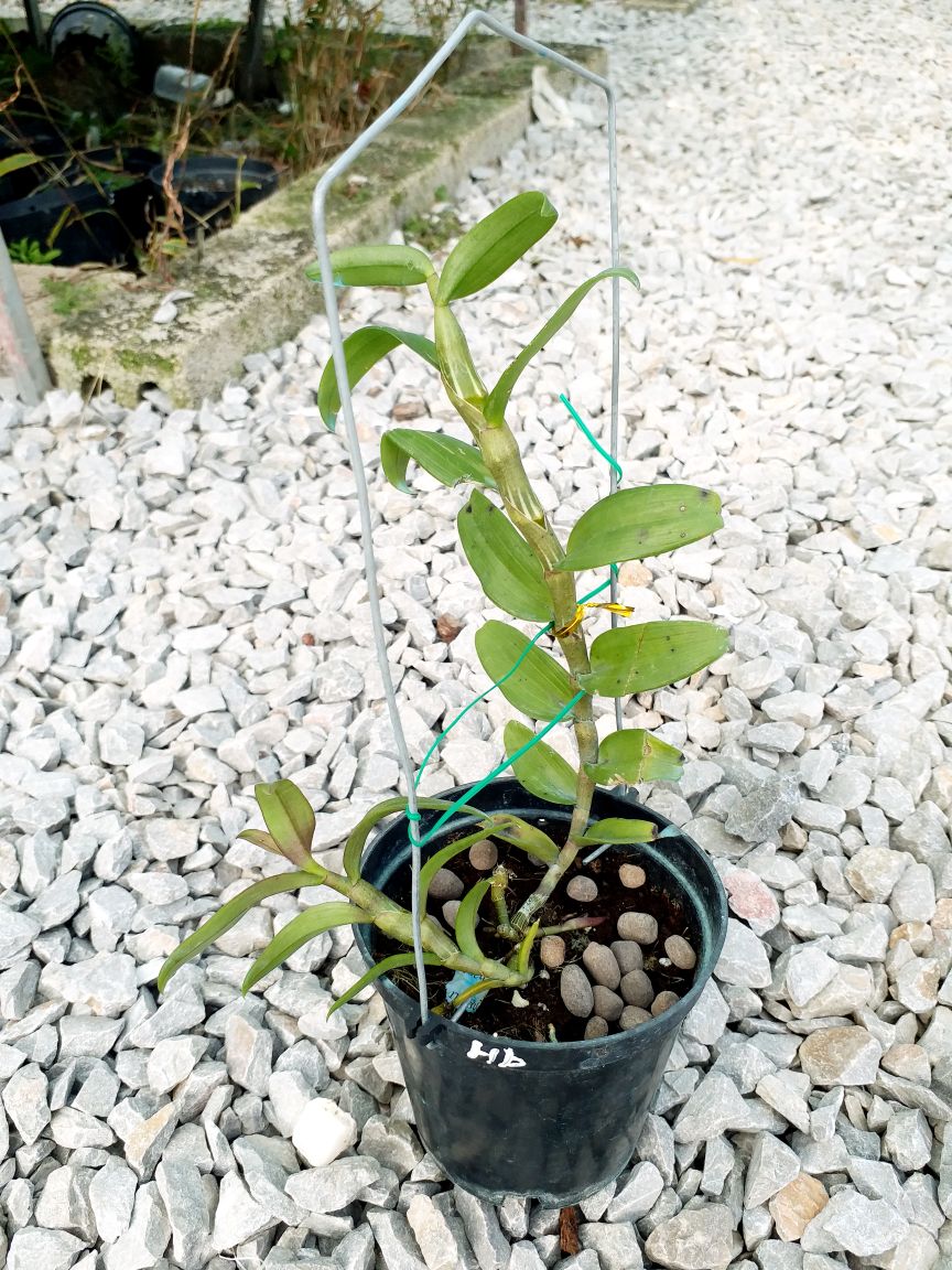 1 CHẬU CÂY GIỐNG HOA LAN PHI ĐIỆP TÍM HÒA BÌNH