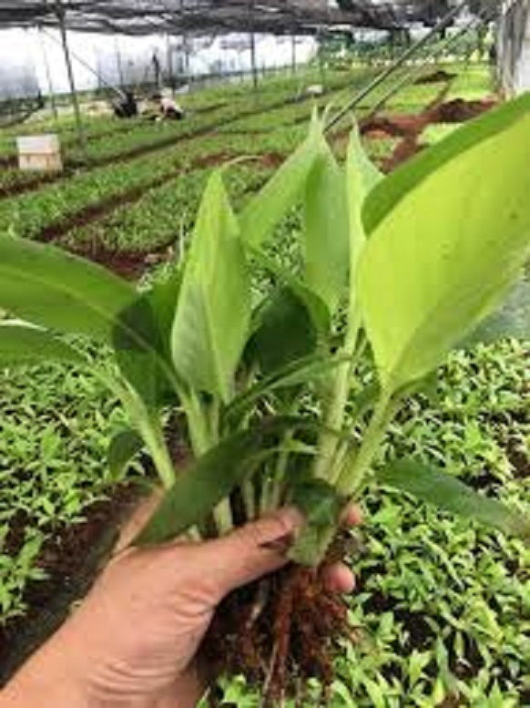 Cây Chuối Lùn, cây giống cấy mô