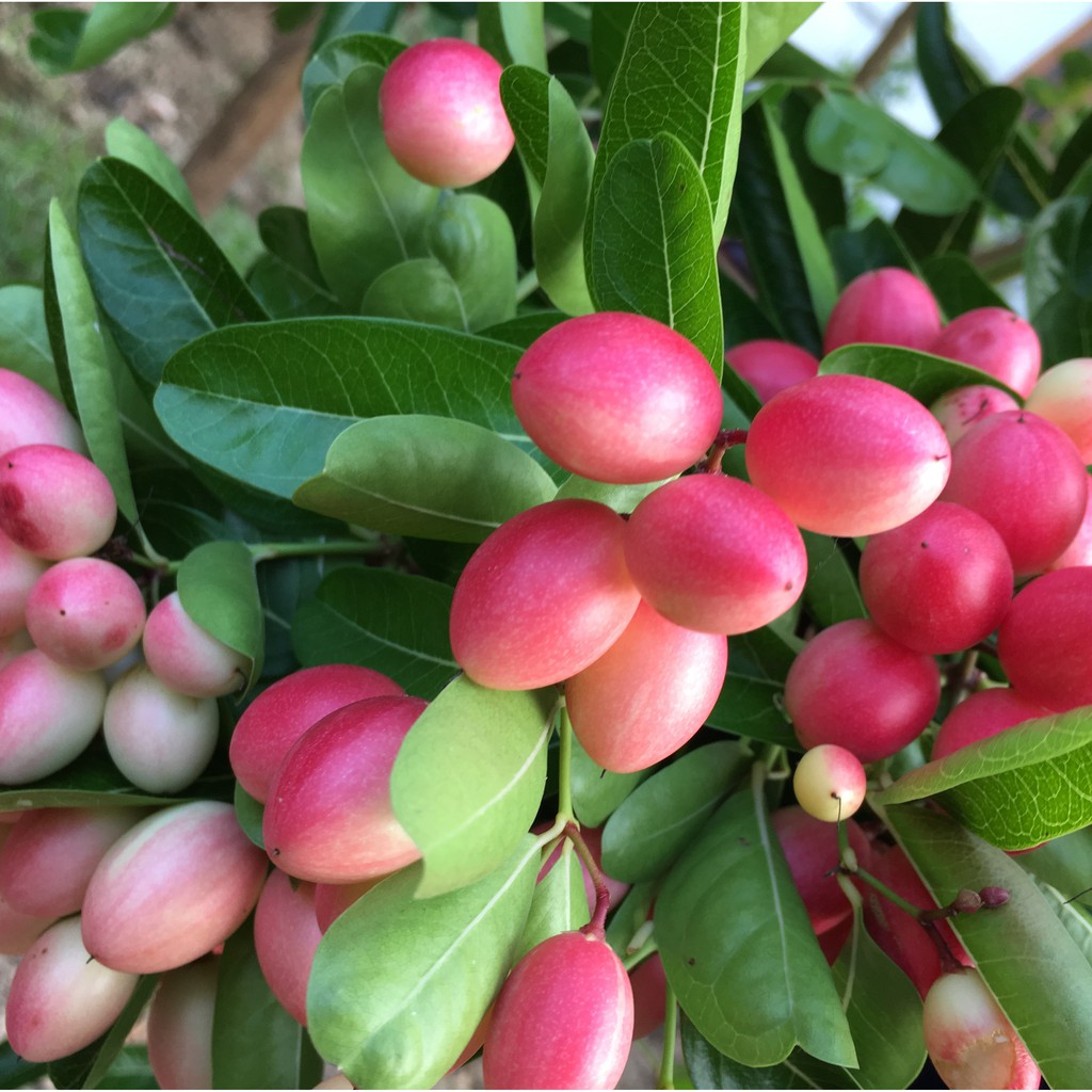 (1 chậu) Cây Siro - làm bonsai, lấy trái làm siro
