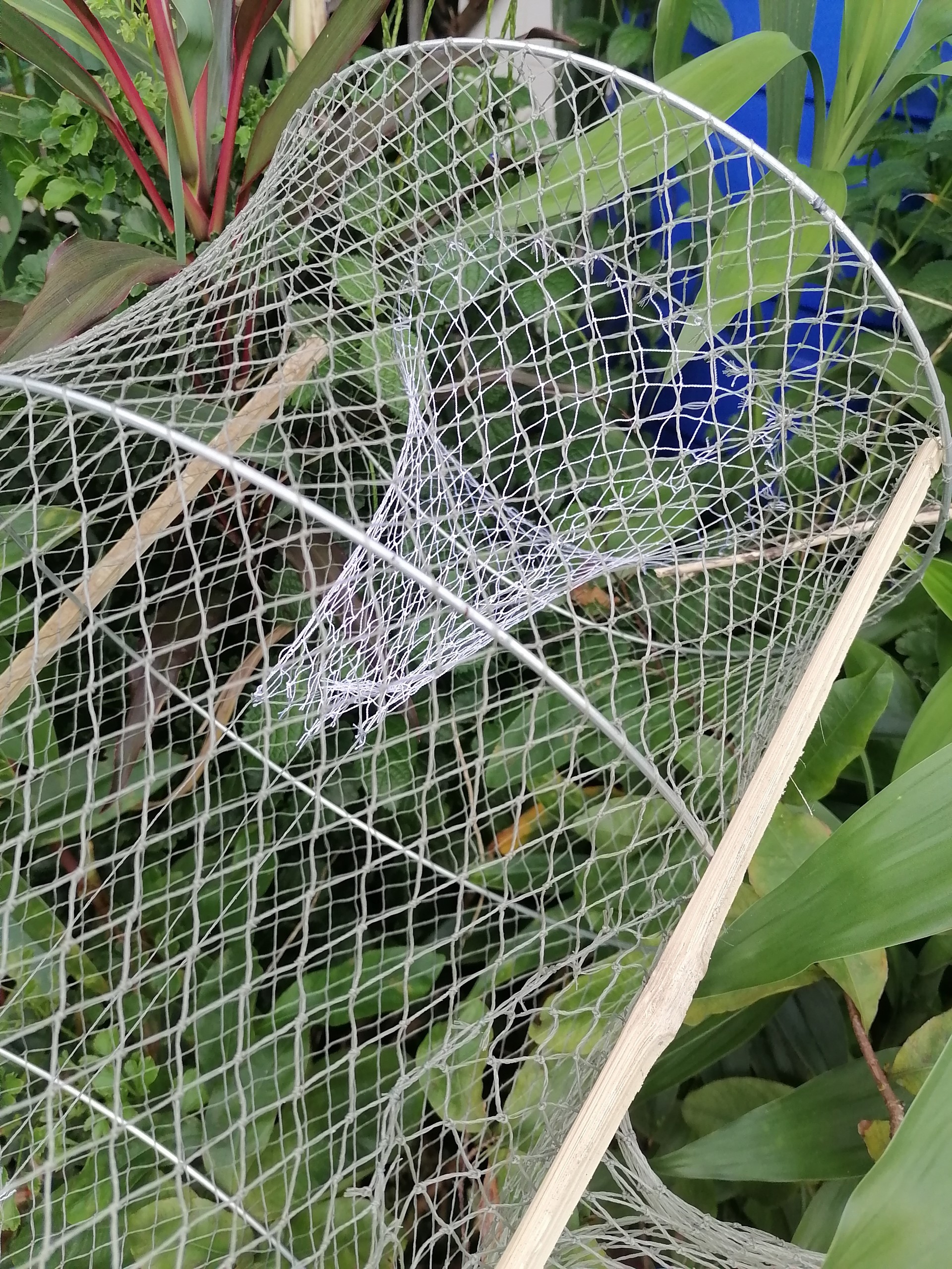 Lờ cá lóc ( Combo 10 cái, 4 Vành Kẽm, 30cm X 50cm )