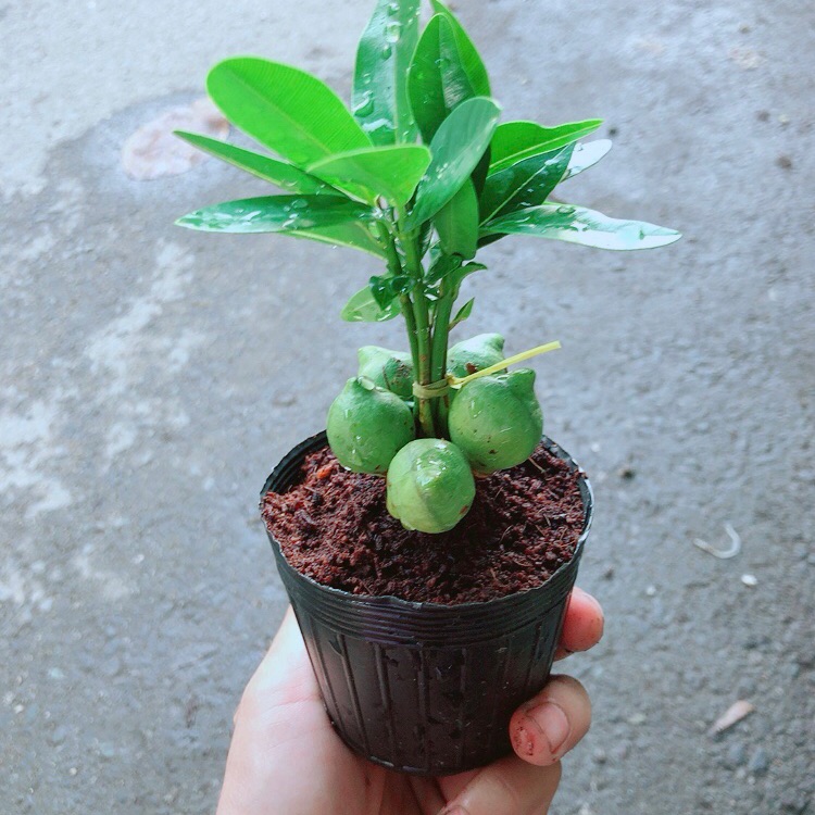 Cây may mắn