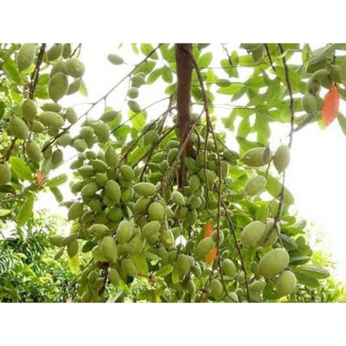 Cây Cà Na Thái hiệu quả kinh tế cao