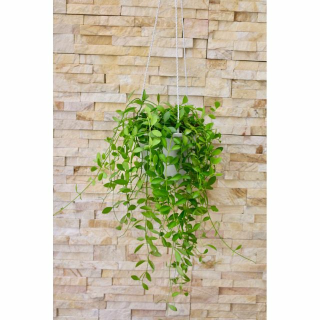 [HCM]Cây lan hạt dưa mini