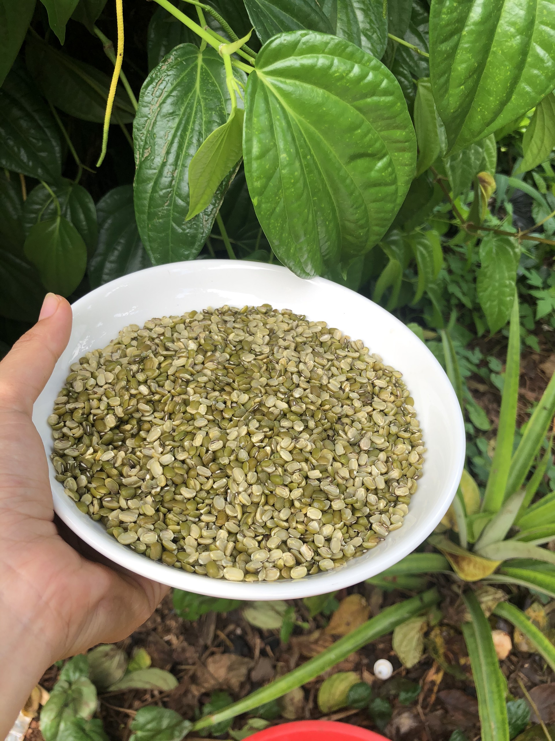 Đậu xanh Cà nửa, cà Còn Vỏ 500gr