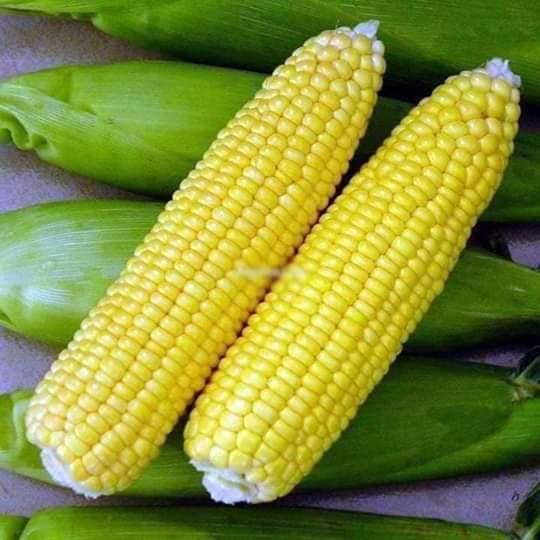 Hạt Giống Ngô Ngọt Vàng Thái Lan (30/gói )