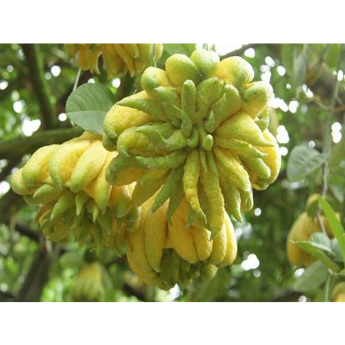 Cây giống phật thủ, cây khỏe đẹp, được kiểm tra cây trước khi thanh toán
