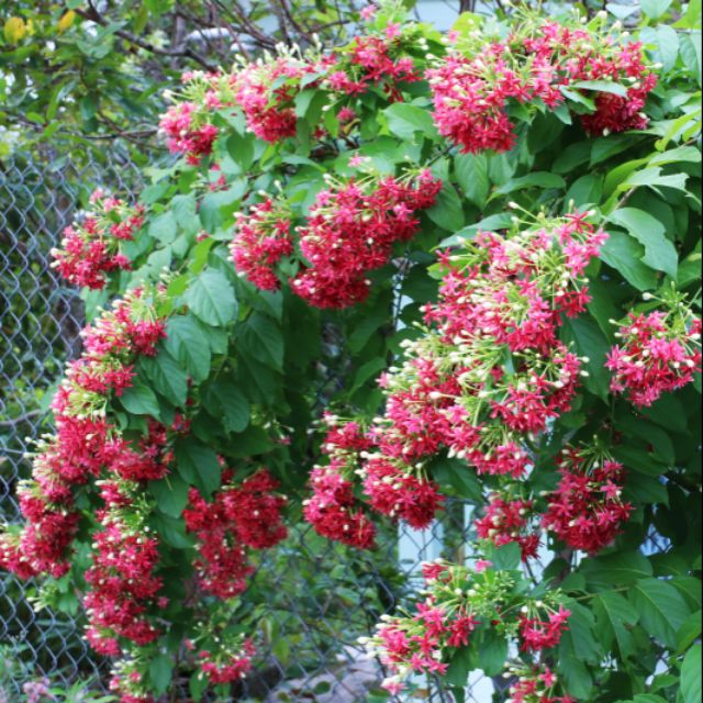 hoa leo sử quân tử- HOA ĐẸP -hàng gửi đi nguyên chậu