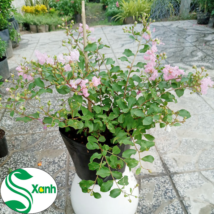 Cây Cảnh Sân Vườn Tường Vi Hồng